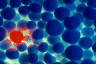 Even as a young nodule, Pronteon was 'trouble'